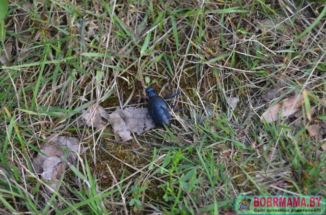 Беларусь_2