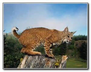 zagadki-pro-zhivotnyh-1