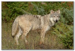 zagadki-pro-zhivotnyh-2