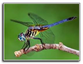 zagadki-pro-nasekomyh-1