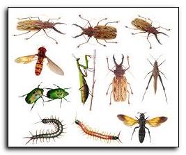 zagadki-pro-nasekomyh