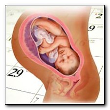 kalendar-beremennosty